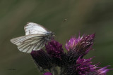 Green-veined White, Burncrooks Reservoir
