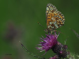 Small Pearl-bordered Fritillary, Burncrooks Reservoir