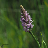 Spotted Orchid, Burncrooks Reservoir, Clyde