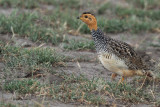 Coqui Francolin
