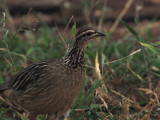 Crested Francolin
