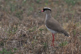 Crowned Lapwing, Arusha NP