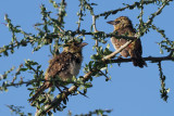 dArnauds (Usambiro) Barbet, Serengeti NP