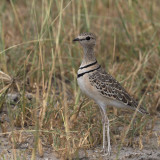 Double-banded Courser, Tarangire NP