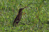 Little Bittern