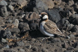 Fischers Sparrow-Lark, Lark plains near Mt Meru