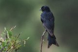 Fork-tailed Drongo, Trangire NP