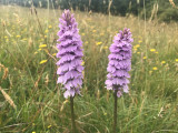 Common Spotted Orchid, RSPB Loch Lomond