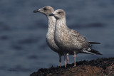 Herring Gull, Ardmore Point, Clyde