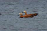 Ruddy Shelduck, Tarbolton, Ayrshire