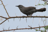 Grey Wren Warbler, lark plains near Mt Meru