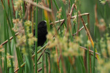 Grosbeak Weaver, Lake Duluti-Arusha