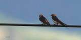 Lesser Striped Swallow, Lake Manyara NP