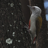 Mountain Grey (or Eastern Grey) Woodpecker, Tarangire NP