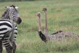 Ostrich, Ngorongoro Crater