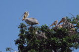 Pink-backed Pelican, Lake Manyara NP