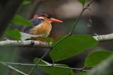 Pygmy Kingfisher, Lake Duluti-Arusha
