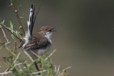 Red-fronted Warbler, lark plains near Mt Meru