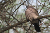 Ring-necked (or Cape Turtle) Dove, Tarangire NP