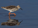 Ruff, Lake Ndutu