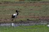 Saddle-billed Stork, Lake Manyara NP