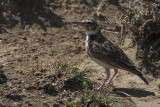 Short-tailed Lark, lark plains near Mt Meru