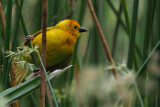 Taveta Golden Weaver, Lake Duluti-Arusha
