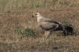Tawny Eagle, Lake Manyara NP