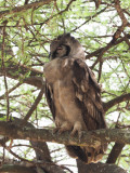 Verreauxs Eagle-Owl, Tarangire NP
