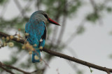 Woodland Kingfisher, Tarangire NP