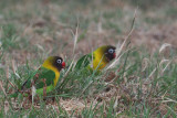 Yellow-collared Lovebird, Tarangire Safari Lodge