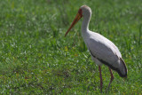 Yellow-billed Stork, Lake Manyara NP