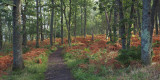 Shore Wood, RSPB Loch Lomond