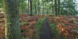 Shore Wood, RSPB Loch Lomond