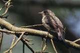 African Dusky Flycatcher, Arusha NP