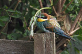European Bee-eater, Ollaberry, Shetland