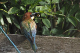 European Bee-eater, Ollaberry, Shetland