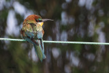 European Bee-eater, Ollaberry, Shetland