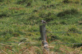 Isabelline (Daurian) Shrike, Levenwick, Shetland