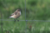 Eastern Stonechat (Siberian Stonechat), Hillwell, Shetland