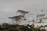 Semipalmated Sandpiper & Dunlin & Sanderling, Grutness, Shetland