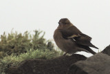 Chaffinch, Sumburgh Head, Shetland