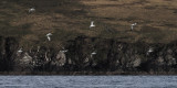 Gannet, Bluemull Sound, Shetland