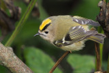 Goldcrest, Sumburgh, Shetland