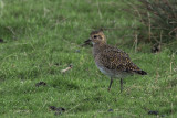 Golden Plover, Hillswick, Shetland