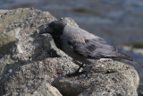 Hoodie Crow, Loch of Clickimin