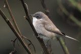 Lesser Whitethroat, Sumburgh, Shetland
