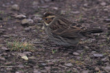 Little Bunting, Sumburgh Head, Shetland