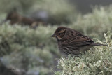 Little Bunting, Sumburgh Head, Shetland