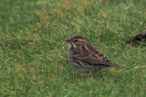 Little Bunting, Sumburgh Head, Shetland